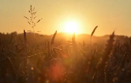 Composizione per addobbi floreali funebri