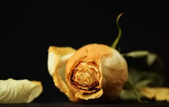 Fiore per addobbi floreali